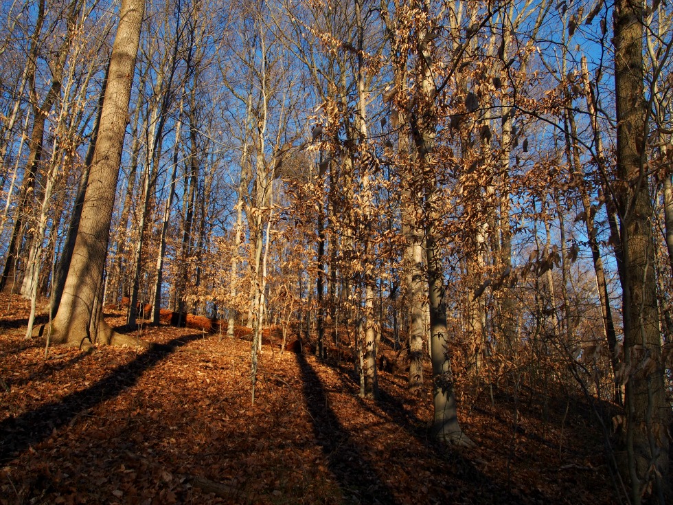 Gwynns Falls Trail in Leakin Park, Baltimore