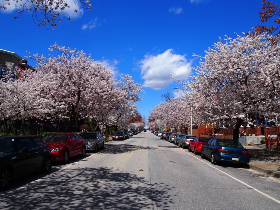 Springtime in Baltimore