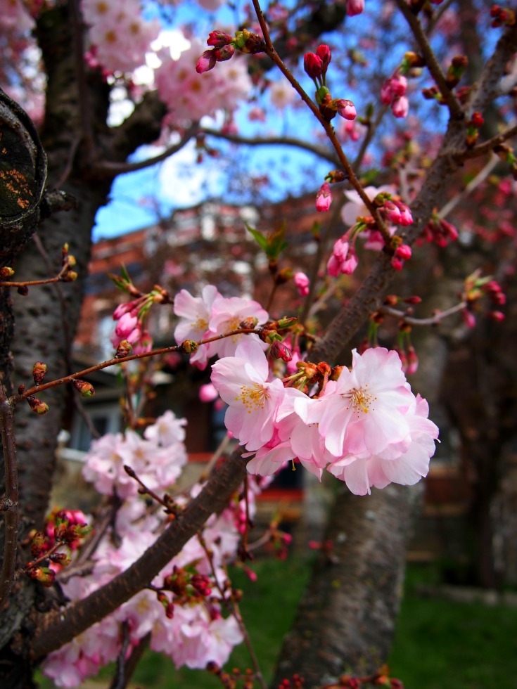 Flowering Trees Spring in Baltimore