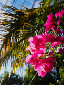 Flowers Puerto Escondido