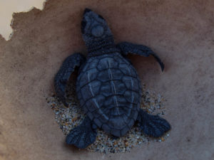Puerto Escondido Baby Turtle