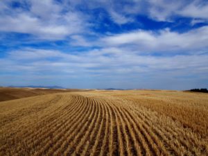 Wheat Field In Pullman, Washington