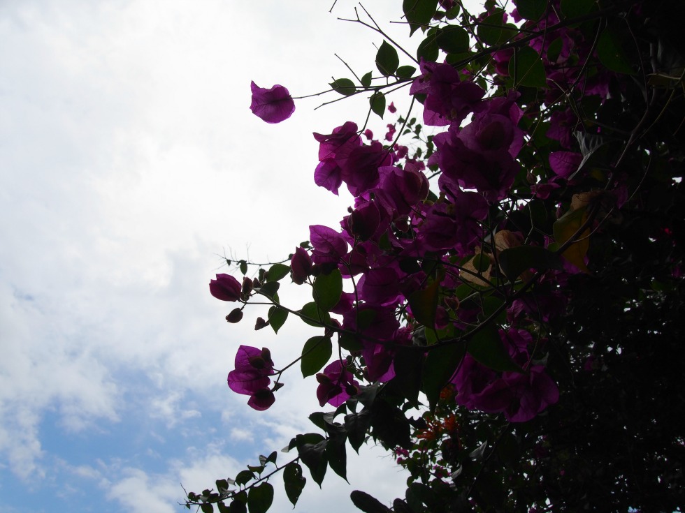 Antigua Guatemala flowers