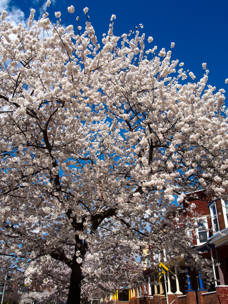 Springtime things to do in Baltimore, Maryland: view cherry blossoms in Charles Village