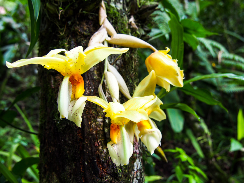 Environmental Justice Travel Sustainable Tourism Orchids Orquigonia Guatemala
