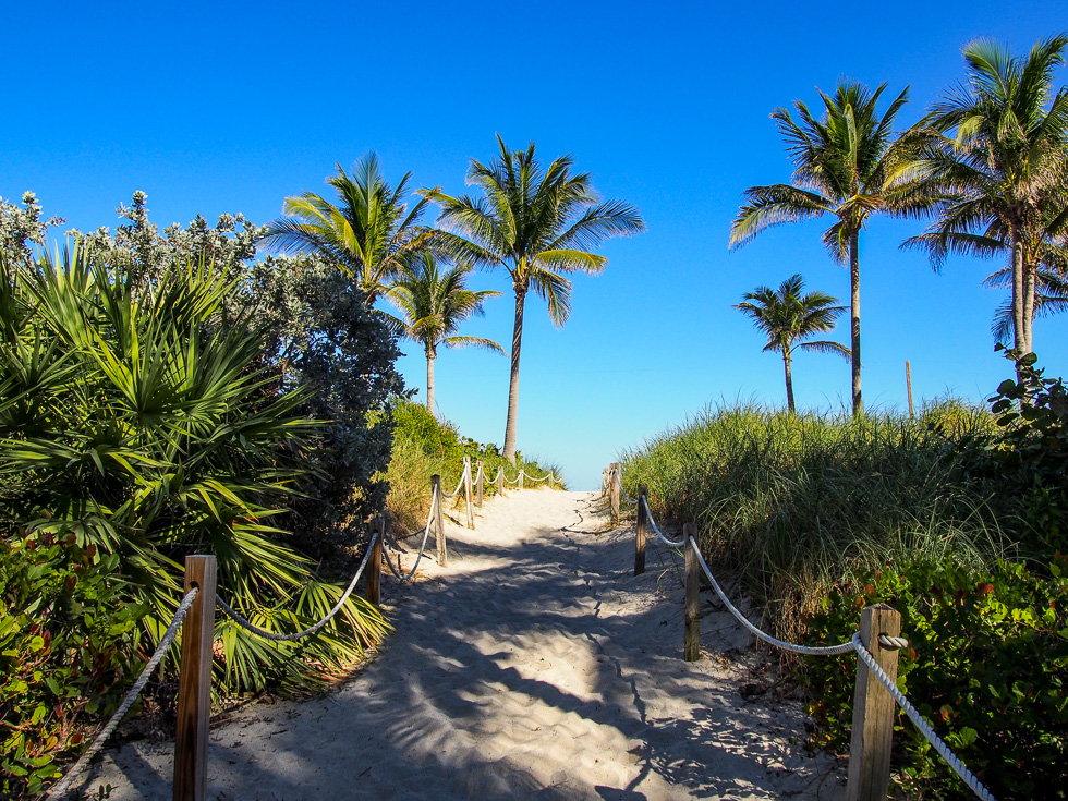 Miami Beach Palm Trees Ocean Walk