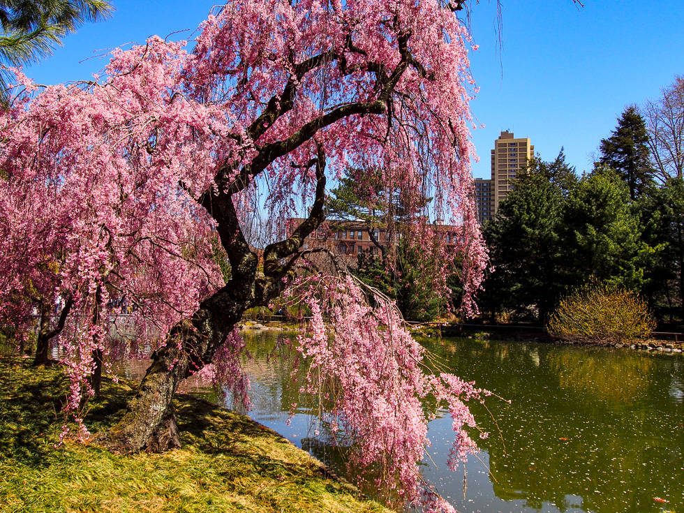 Brooklyn Botanic Garden Cherry Blossoms