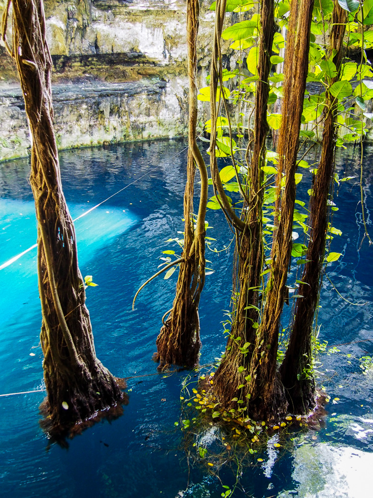 View of vines resting in water and the fish around them in Cenote San Lorenzo Oxman, outside of Valladolid, Mexico