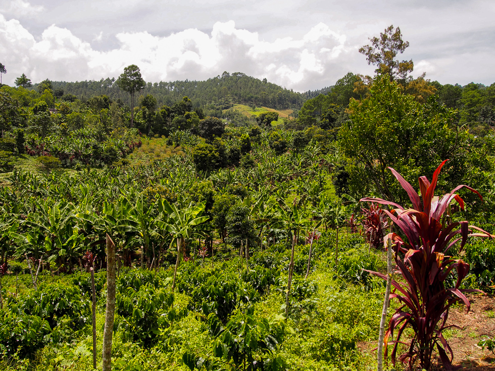 Coban Guatemala Chicoj Coffee Fields