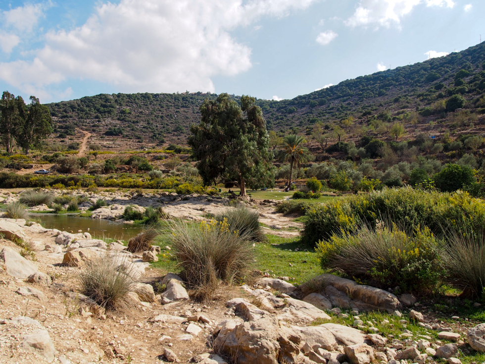 Area of greenspace at the end of the hiking trail in Palestine's Wadi Qana, complete with green grass, palm trees, and a small stream