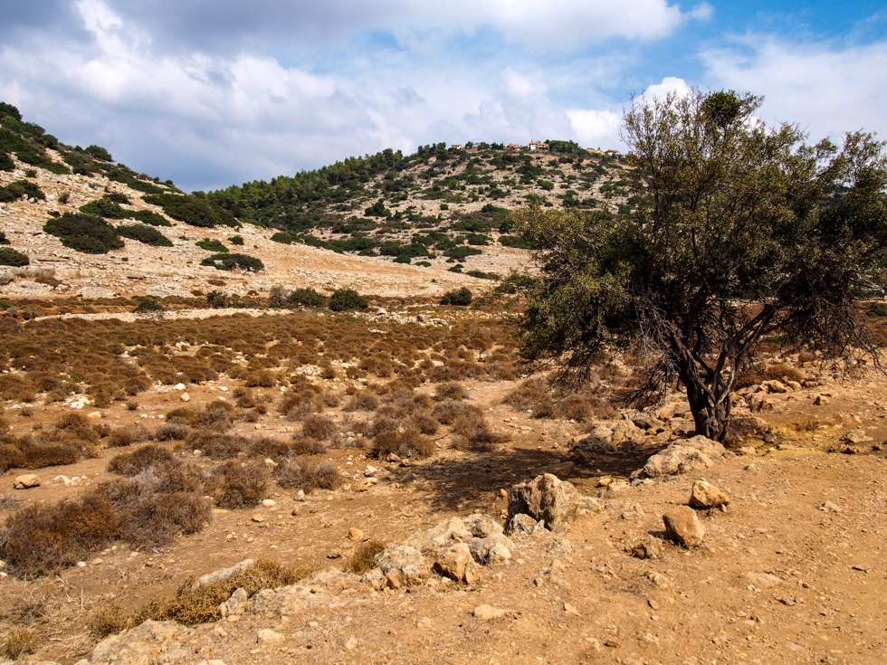 Single tree among an arid landscape in Wadi Qana, West Bank, Palestine, during a day of hiking