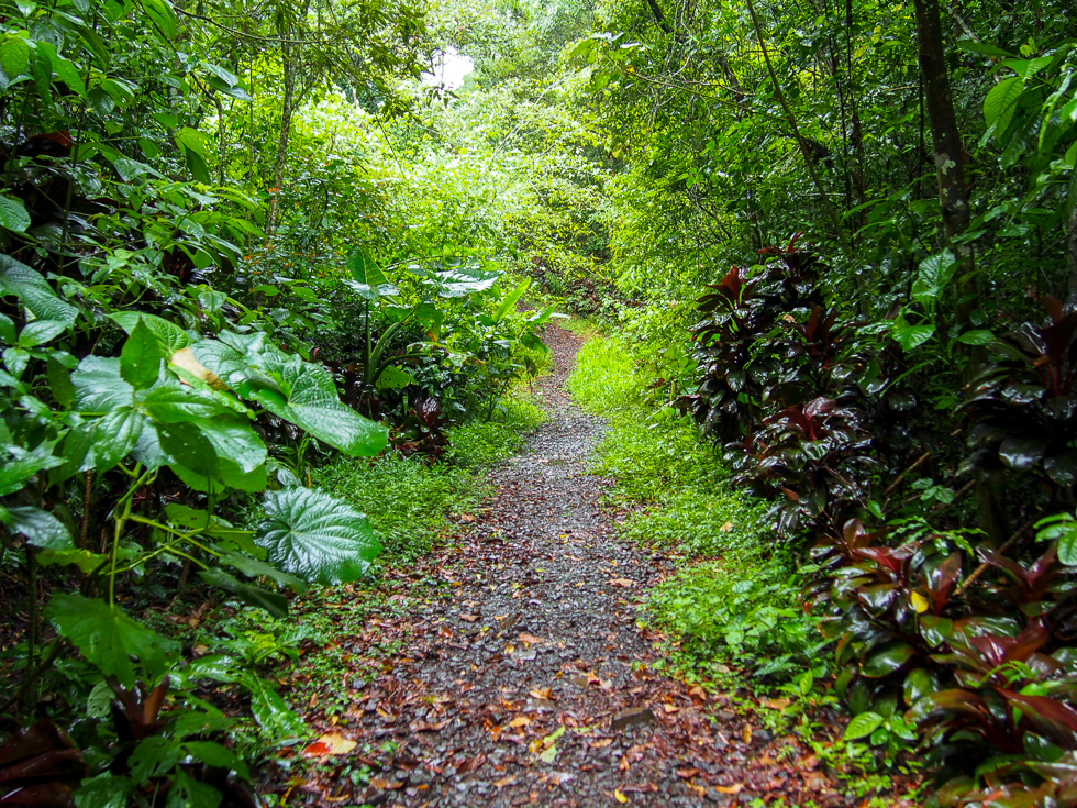 weather in nicaragua: shot of a trail in the Selva Negra cloud forest with a path leading through lots of wet foliage due to rain