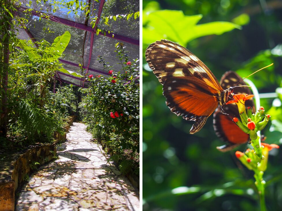 Left: A path surrounded by plants through the Mayan Hills Mariposario; Right: A butterfly sitting on a flower