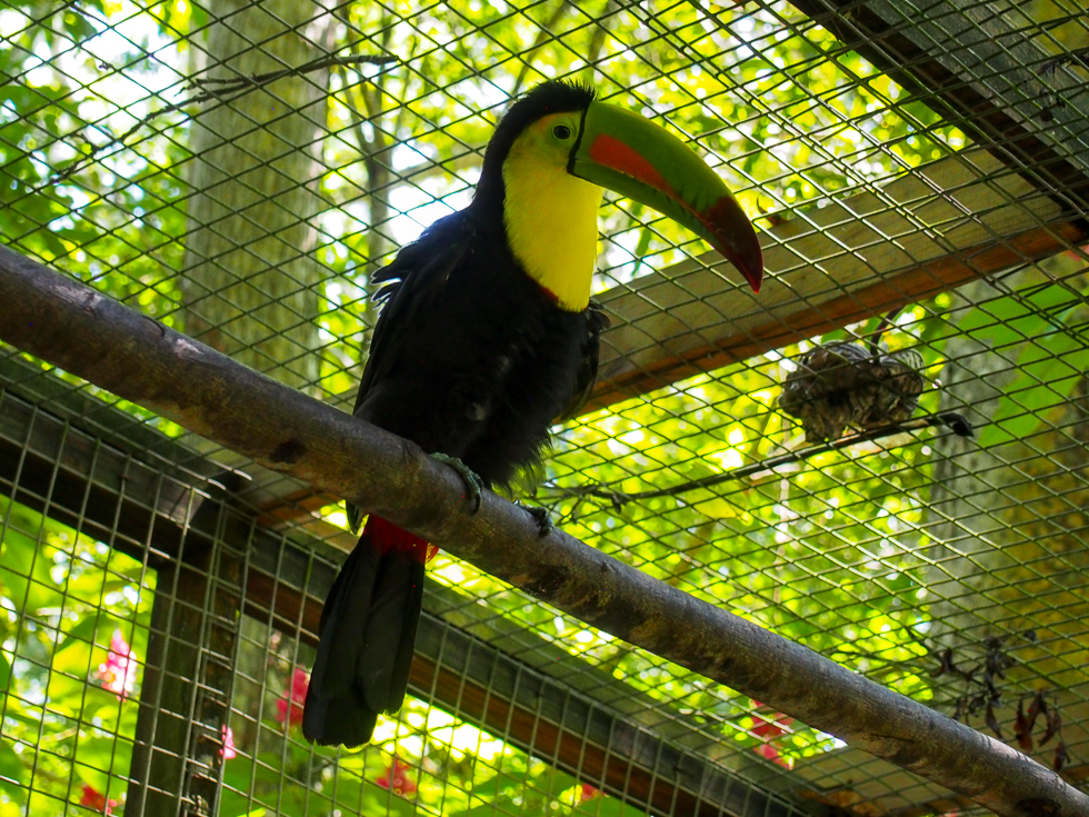A parrot with a long beak sitting on a branch at Macaw Mountain, a sustainable travel activity in Copan Ruinas