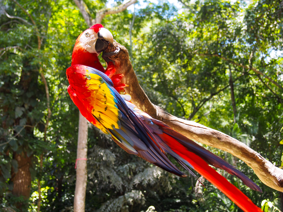 A scarlet macaw gnawing on a branch at Macaw Mountain