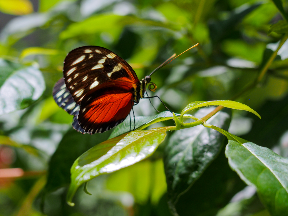 A butterfly sitting on a leaf at the Mayan Hills Mariposario near Copan Ruinas, Honduras